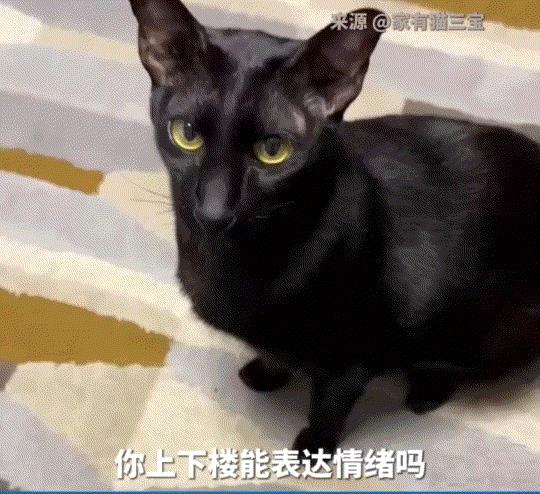 要成精了！一男子在网上分享，自家猫咪通过下楼梯来演绎了高兴和不高兴时的下楼状态。