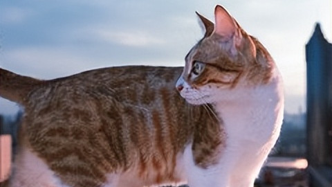 投喂流浪猫后，它不仅认车还爬楼找上门，这 “粘人精” 谁顶得住啊！