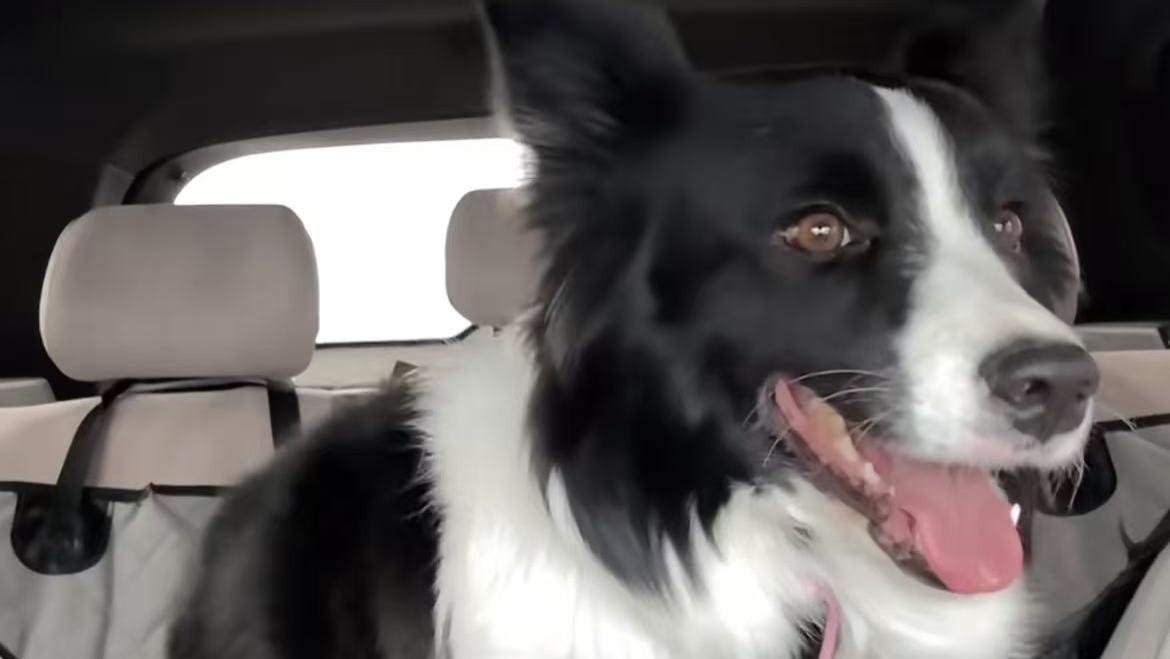 2026全国宠物托运哪个平台便宜实惠有实力？全国宠物托运平台排行榜推荐，全国宠物托运哪个平台好？