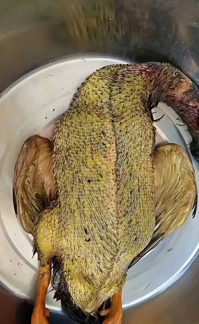 有没有可能，这只鸭子根本不能吃？