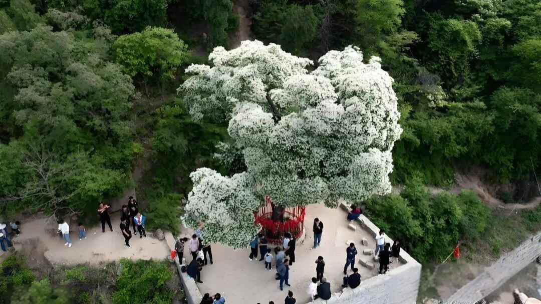 济南千年降龙木：树高17米直径约1米，夏天在树下乘凉没有蚊虫叮咬