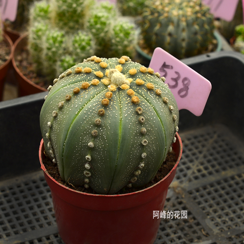 这么大的星兜仙人球你养过吗？