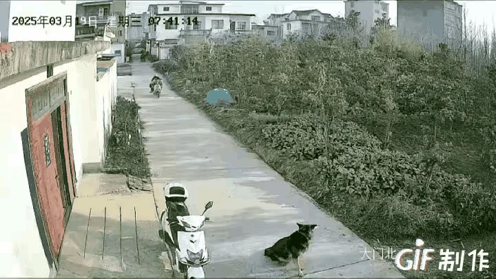哪怕摩托车不撞狗，它也会追，因为我自己就经历过，一次跟朋友骑个摩托车去钓鱼，经过