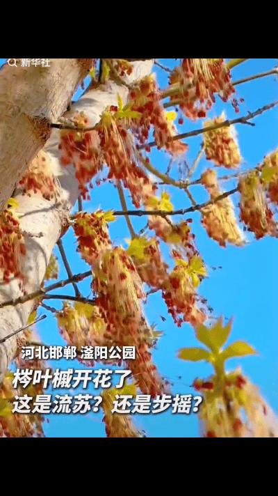 涨见识了！
第一眼看图:这什么花，不认识！
赶紧看文案:这是什么字，又不认识！[