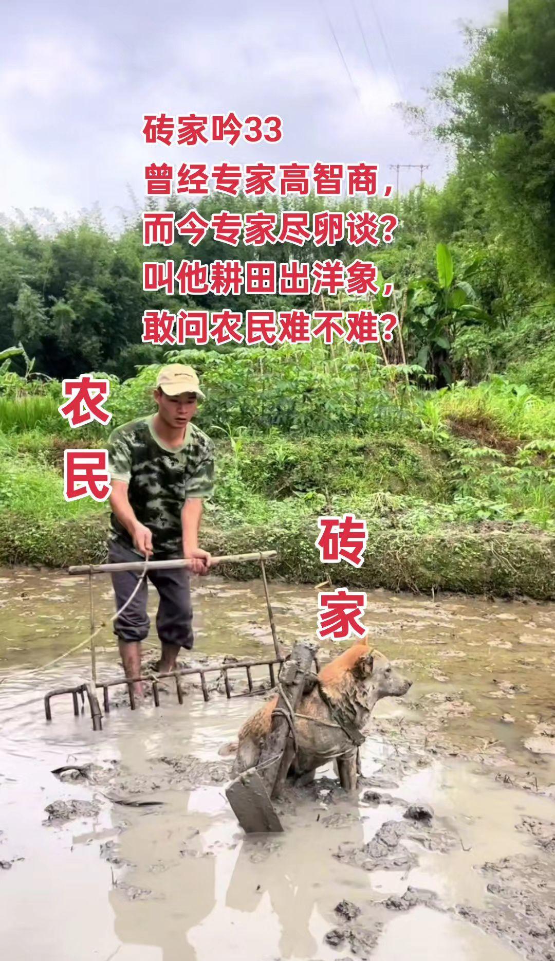 而今专家尽卵谈？
叫他耕田出洋象，
敢问农民难不难？
#我的乡村生活 ##砖家#