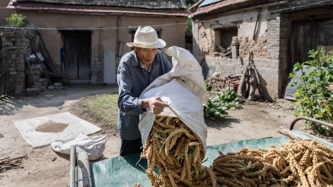 金色香：晒谷记