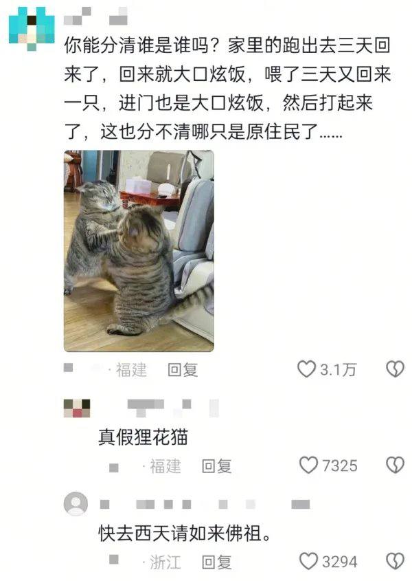 真假狸花猫