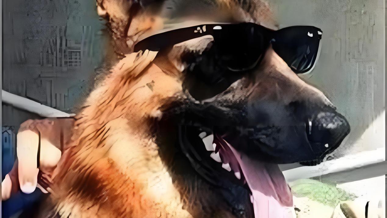 盘点吉尼斯狗狗之最！多角度带你了解各领域最强狗狗！