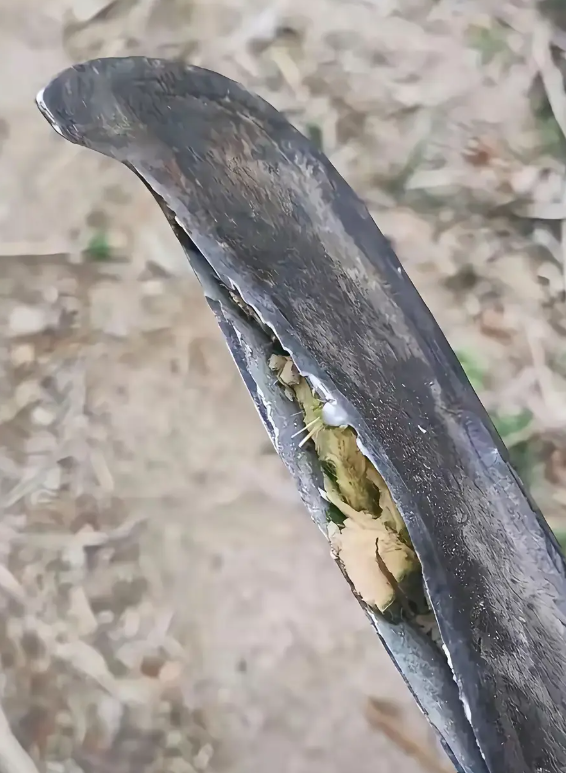 这刀是怀孕了吗？啥东西啊