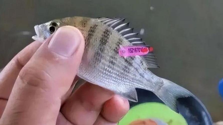 浙江男子钓获带“25B”编码的鱼，海研所上门奖励回收，这串神秘数字是啥暗号？