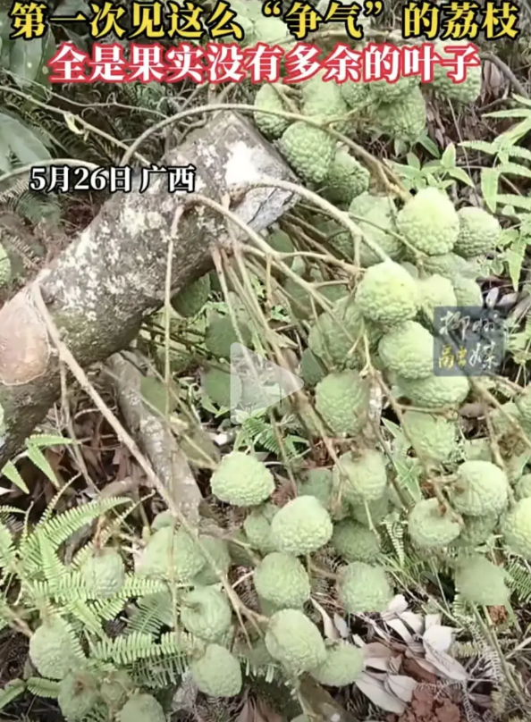 这棵荔枝树绝对是来报恩的！近日有广西网友分享了他家一棵荔枝树的神奇一幕。视频中这