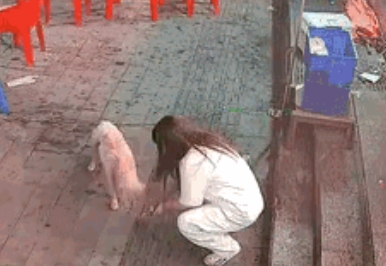 长春烧烤店老板娘的善举，换来了一只“夜班保安”！网友：这就是狗的感恩