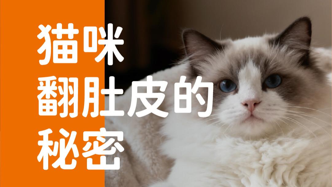 象乡宠物食品 | 猫咪翻肚皮的秘密