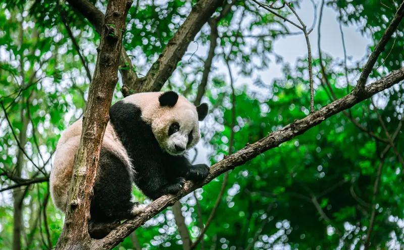 再过几十年，人会不会像大熊猫一样成为稀有动物？[呲牙][呲牙]
我突然想到这个问