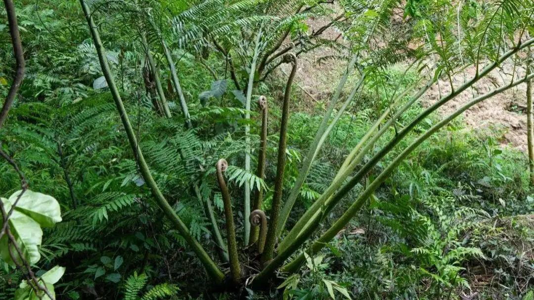 全球仅40株！广东发现新物种 堪称植物界大熊猫！