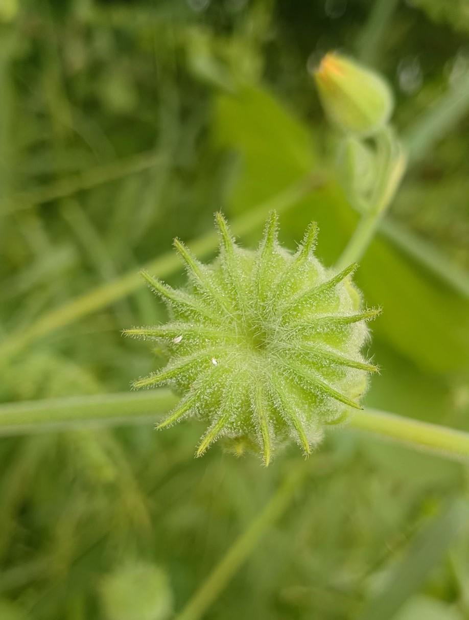 这种植物你们那里叫什么
问了多少人了都不知道
它的样子像莲花
叶子椭圆形的
比我
