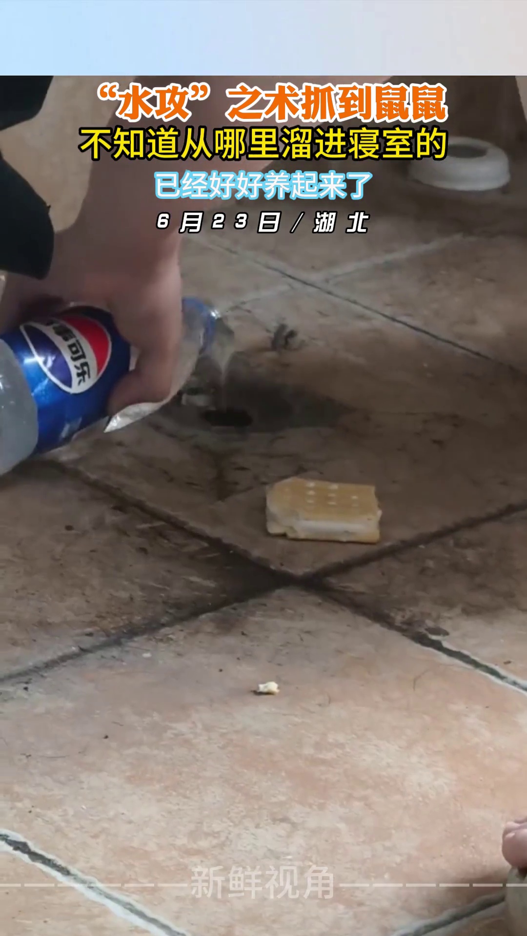 “水攻”之术抓到鼠鼠 不知道从哪里溜进寝室的