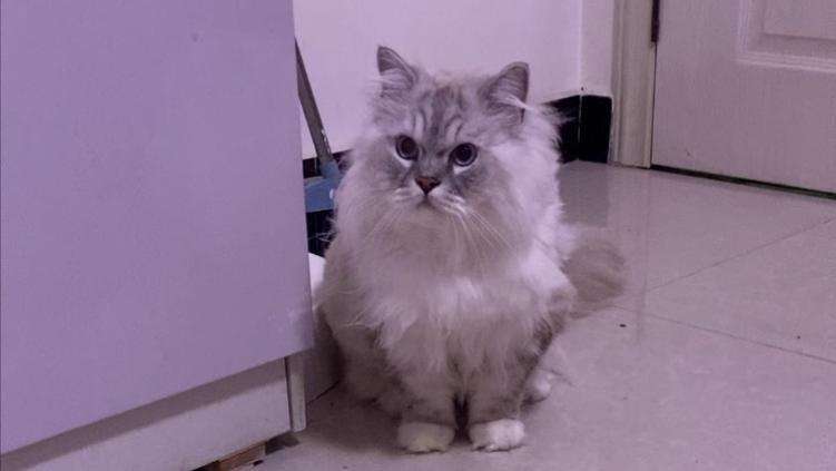 你猜我用了多少时间和西伯利亚森林猫发财成为好朋友? 值吗？