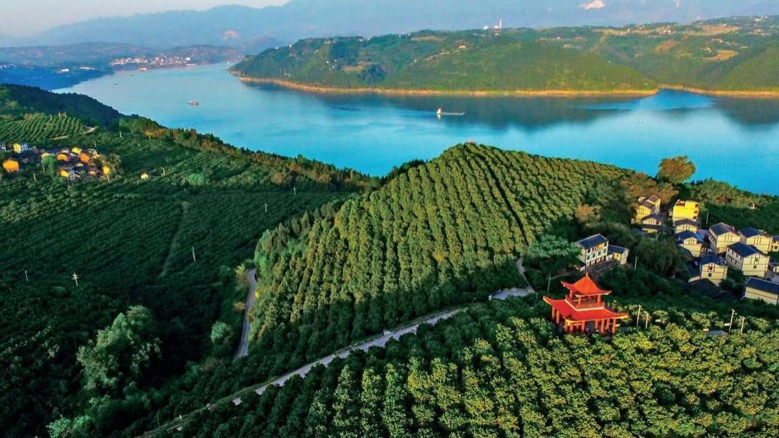 忠县：橙汁之都的进化样本