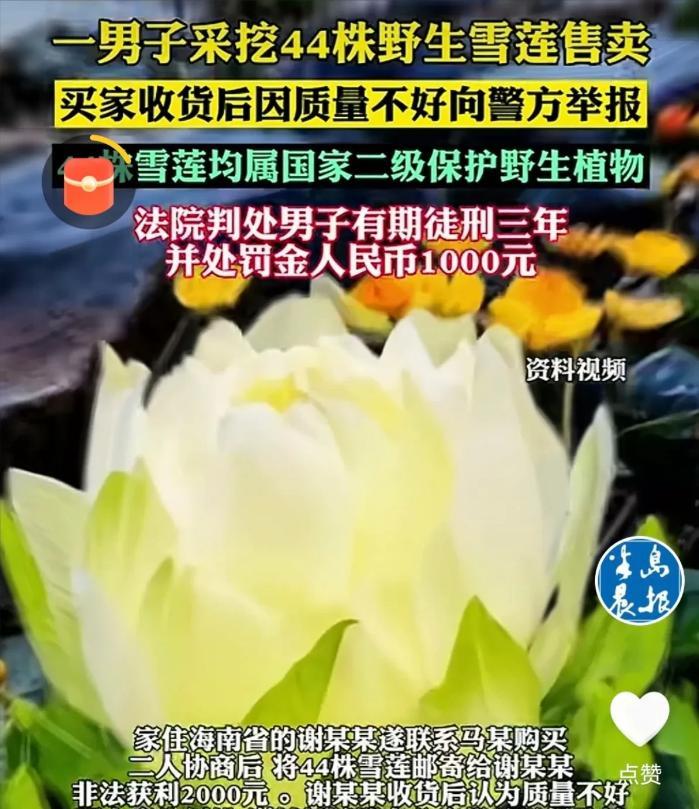 “长记性了！”新疆，一男子上山采蘑菇，意外发现一片野生雪莲，他一口气把44株全给