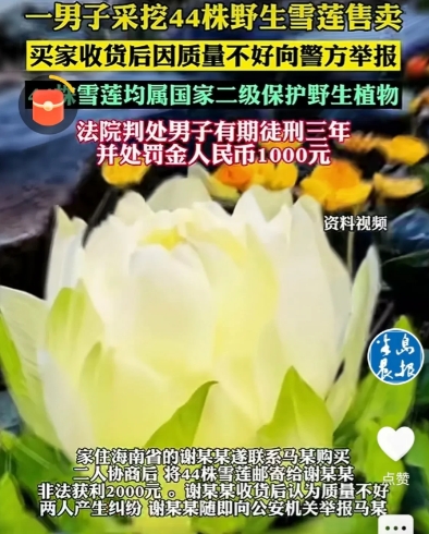 “长记性了！”6月4日，新疆，一男子上山采蘑菇，意外发现一片野生雪莲，他一口气把