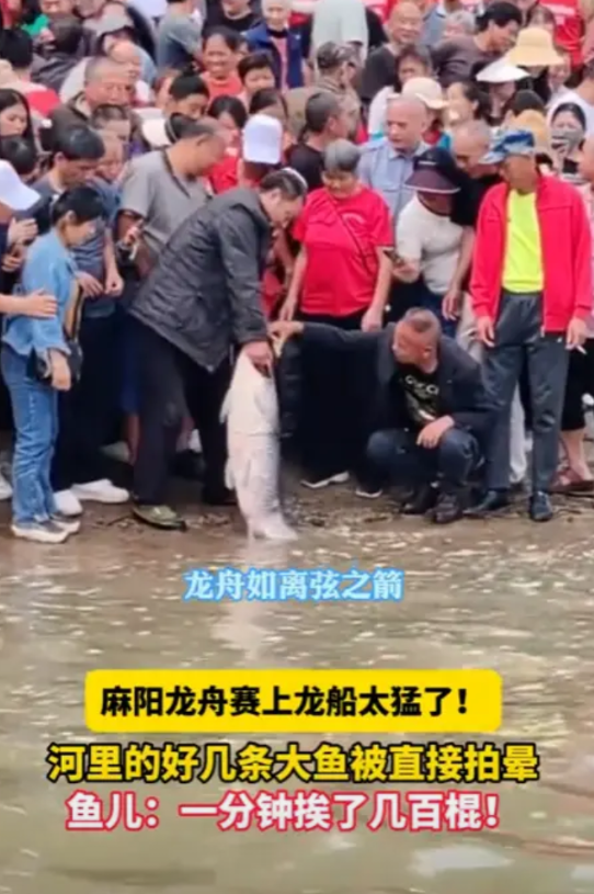 “这可赚大了！”5月30日，湖南，一河边举行龙舟赛，却捞上来好几条10斤以上的大