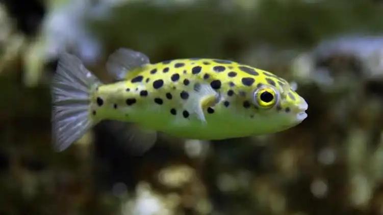 动物观察爱好员 之 巧克力娃娃鱼