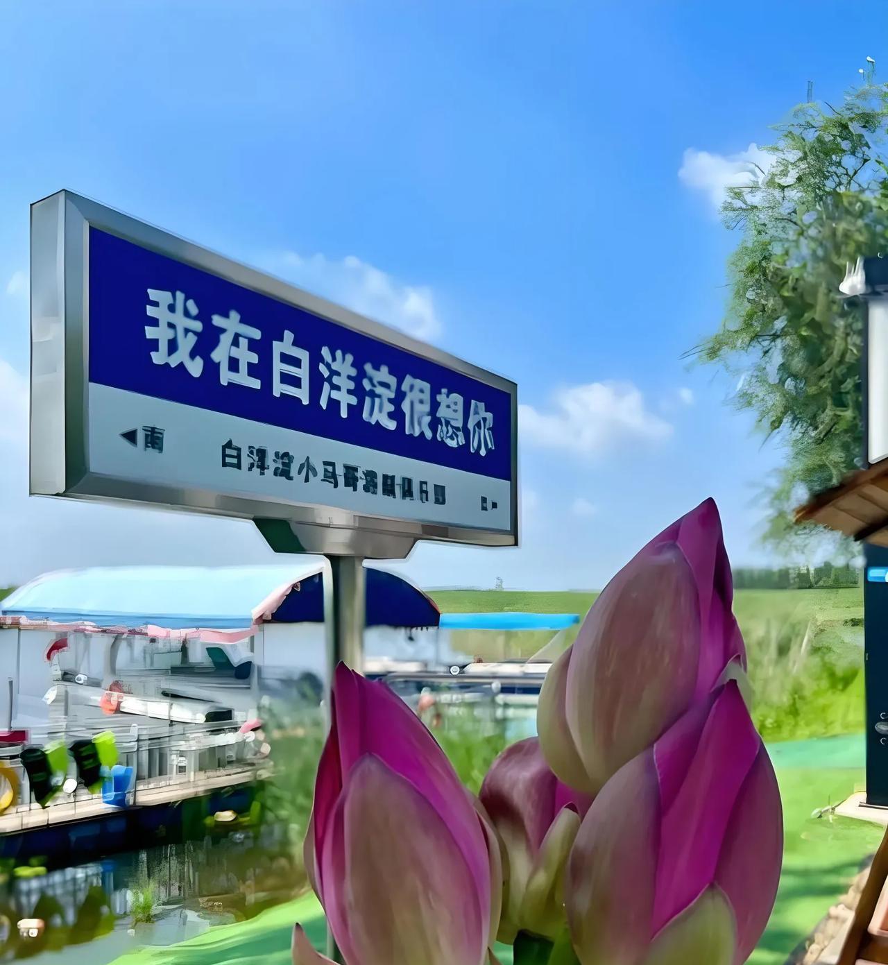 白洋淀，为啥连小曰本都迷糊？
白洋淀号称毕北平原上的一颗名珠，国家级开发区就在它