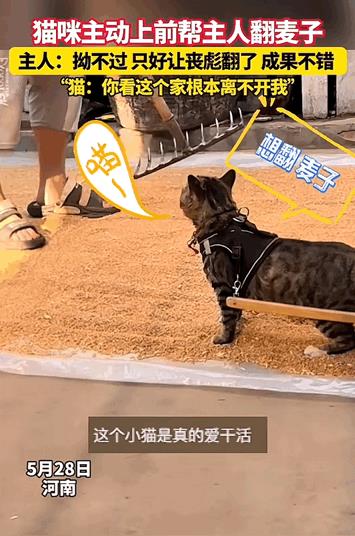 “这猫太有灵性了！”河南一位男子最近收完麦子，趁着天气好准备晒晒粮食，可刚把麦子