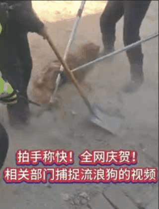铲除城乡狗患，严肃整治流浪狗、猫及未牵绳遛狗现象！
现在一出门到处都是流浪猫狗和