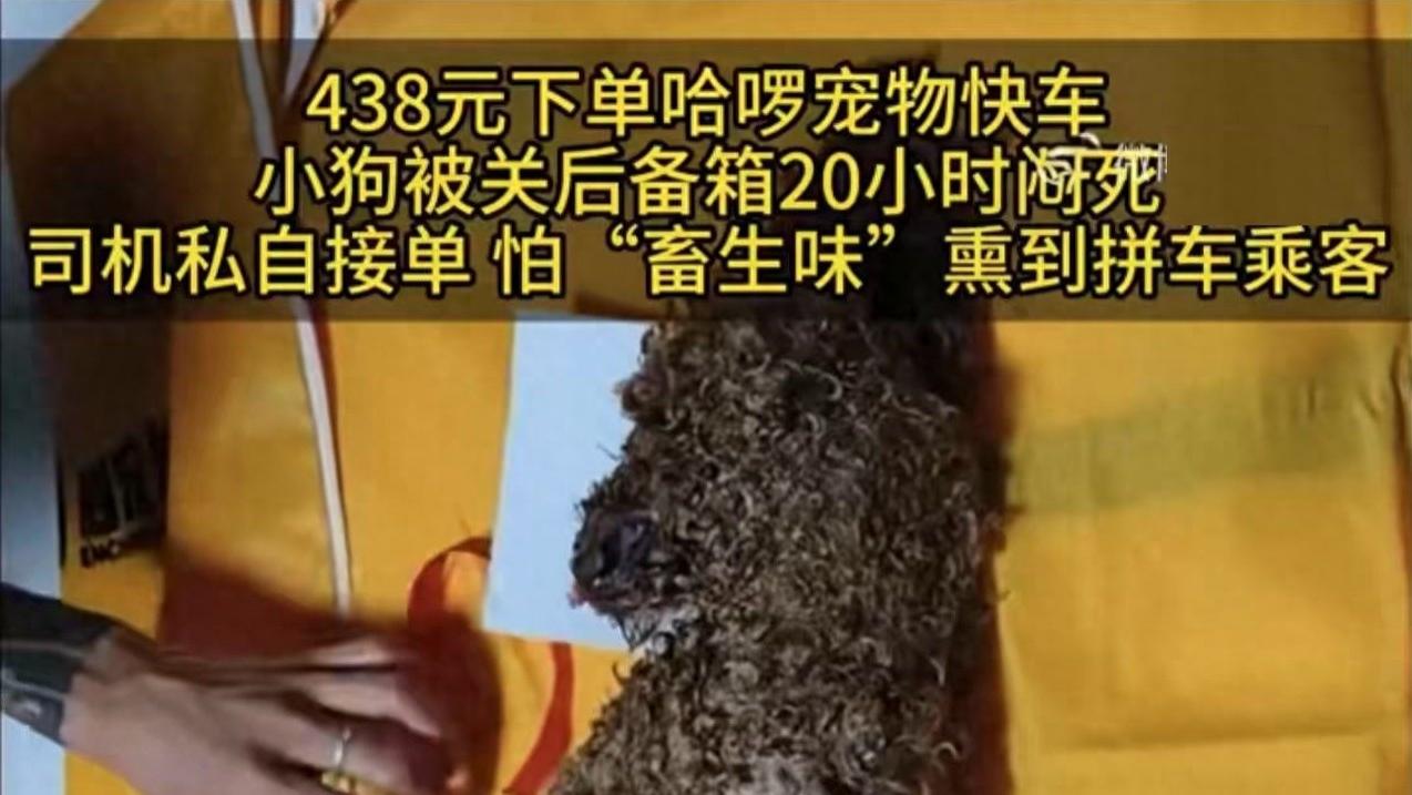 “宠物专车”服务标准亟待规范，出行服务更要添温度