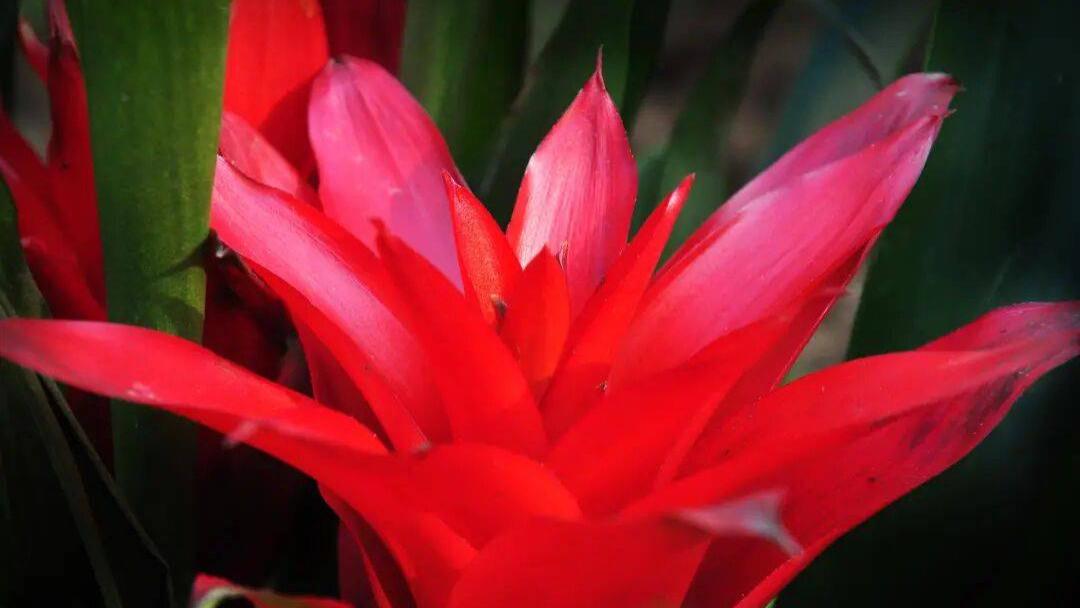 十二生肖旺财植物大盘点