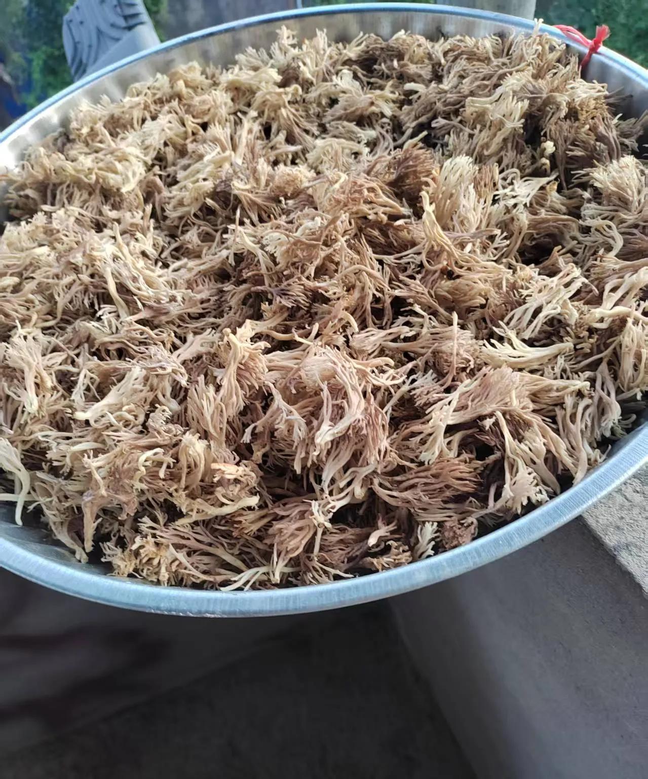 外婆家后山上有好多扫把菌，妈妈去住了两天，捡了二十斤。#扫把菌炒腊肉# #珊瑚菌