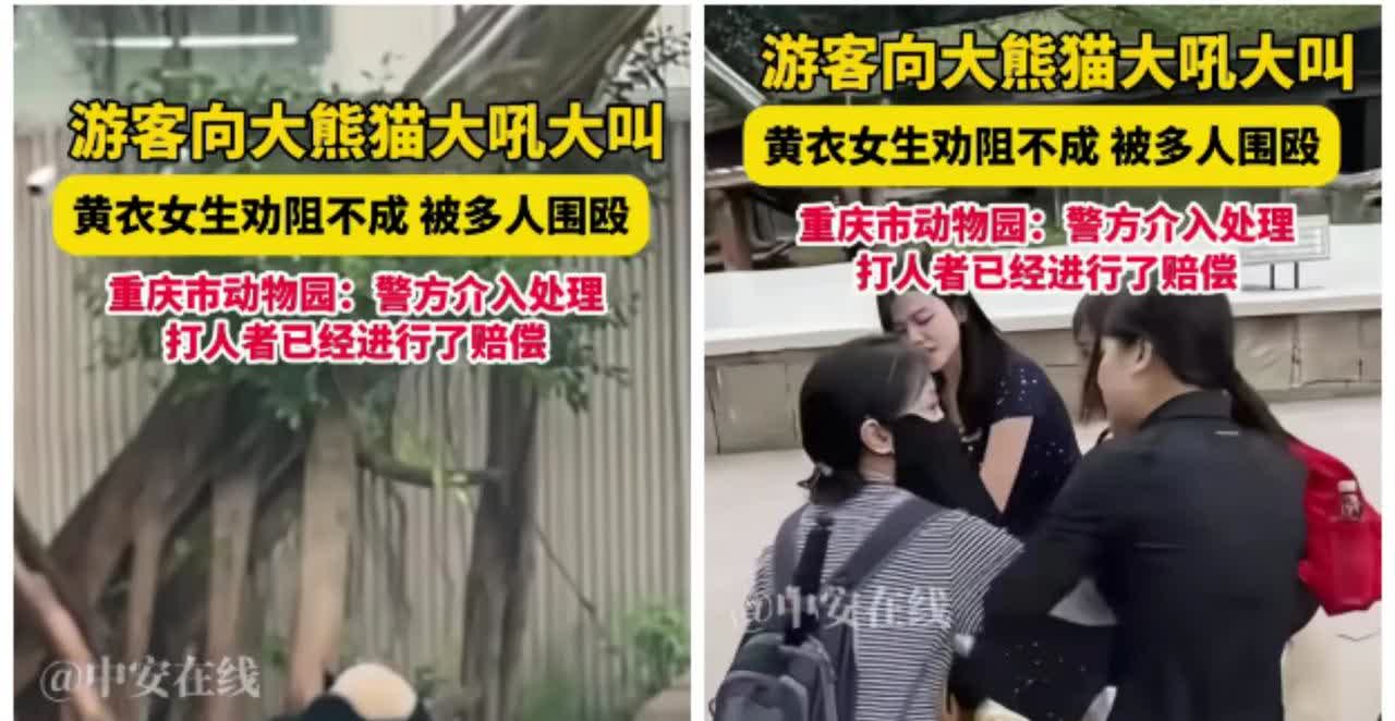 重庆动物园有几名成年游客，还带着小孩，在大熊猫午休时，冲着熊猫大喊大叫，一位黄衣