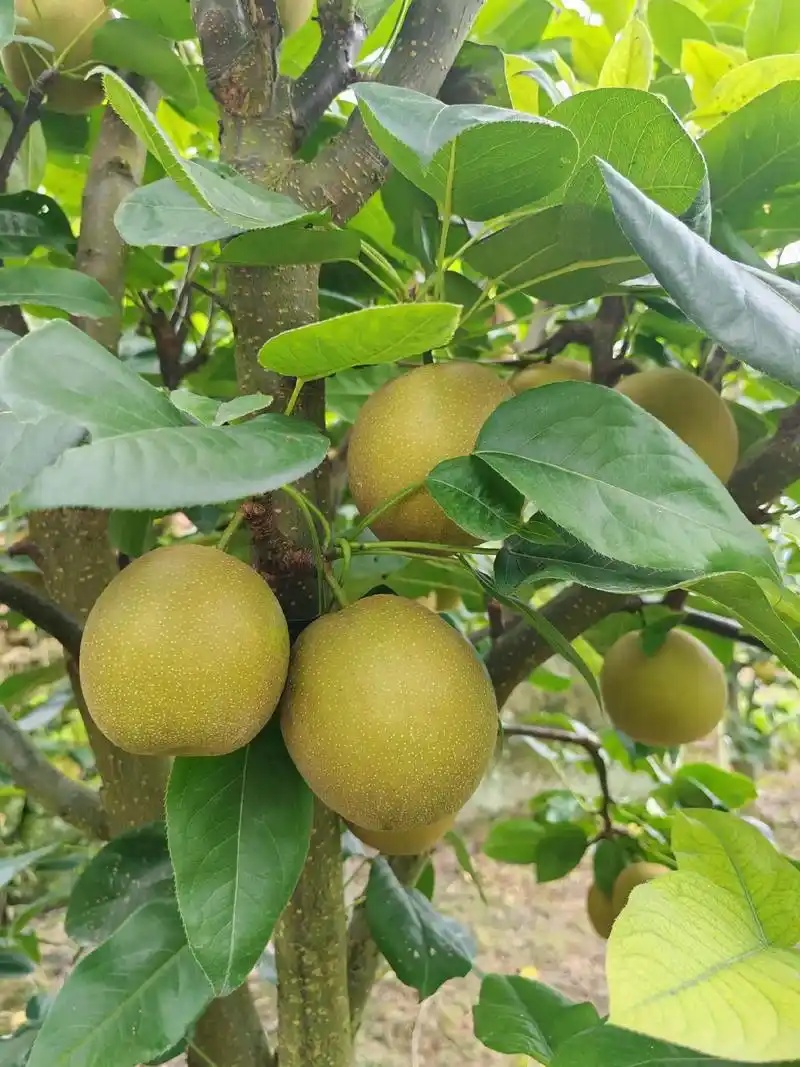 初秋美味水果！四川巴中脆冠梨采摘攻略🍐
📍采摘地推荐
1. 下八庙镇石鼓梁村