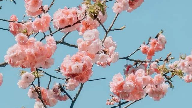 小寒花信风：寒极处的第一缕春信