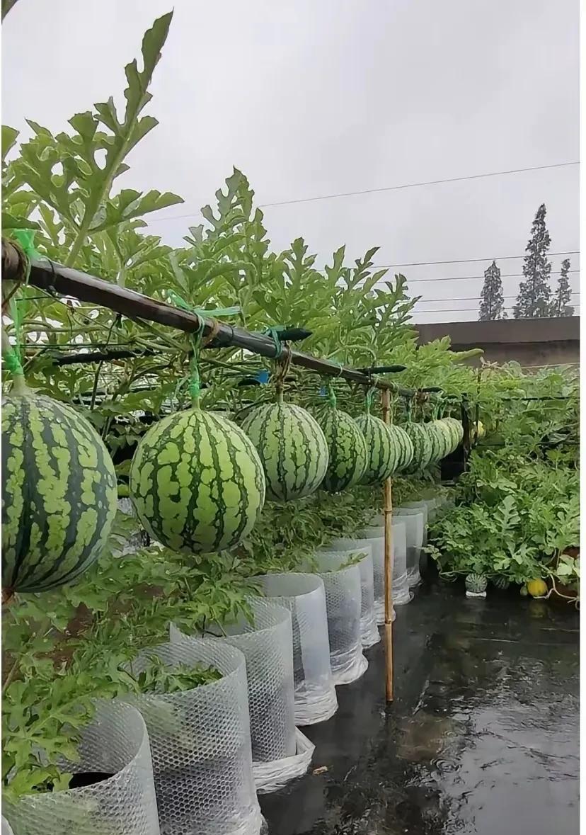 这是什么操作，西瓜还可以这样生长吗？难道是有利于西瓜生长吗？