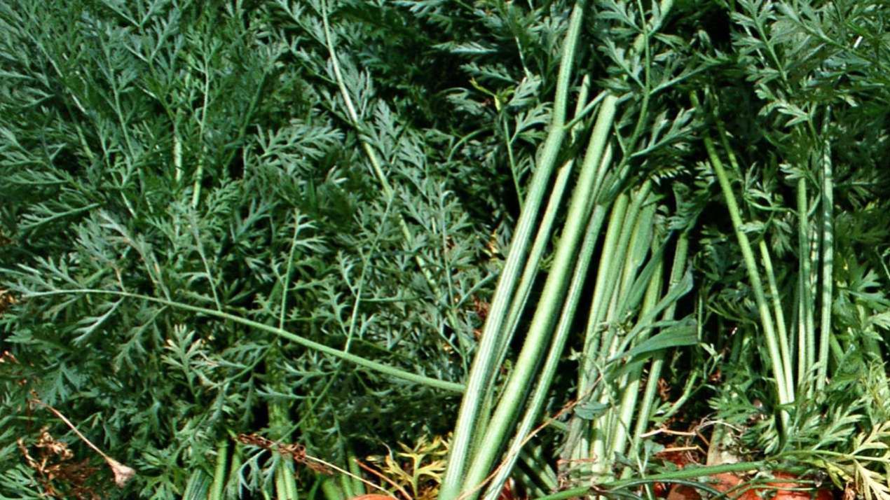 十五天病虫害防治，暗藏玄机，多雨潮湿区域，油菜病害处理技巧 (11)