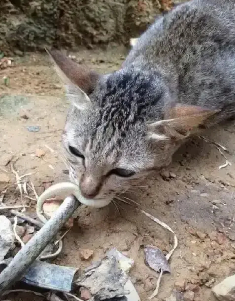 不得不说，小区里流浪猫的命是蛇给的。
这几天，所在小区徽信群里，物管说要与业主就
