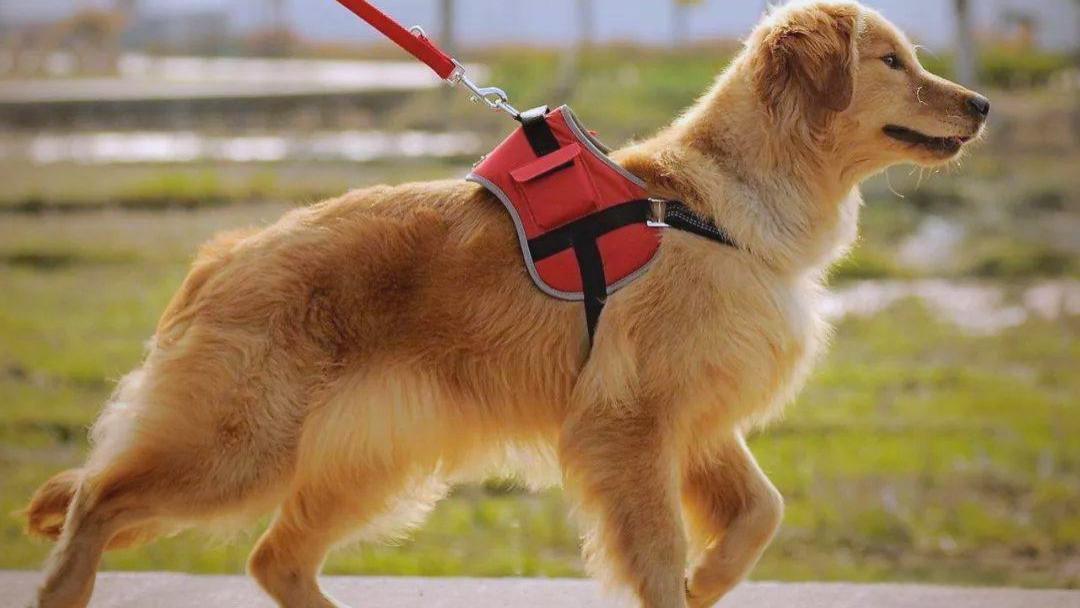 心疼，2岁女童被烈犬咬伤！文明养犬温馨提示