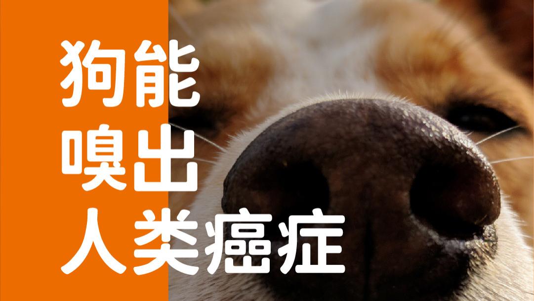 象乡宠物食品 | 狗能嗅出人类癌症