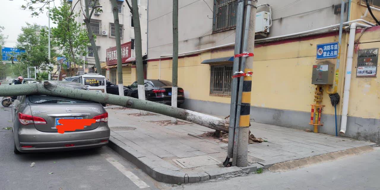 驻马店从昨天夜里至目前，刮起了8--12级的大风，道路上一些大树拦腰刮断，或者连