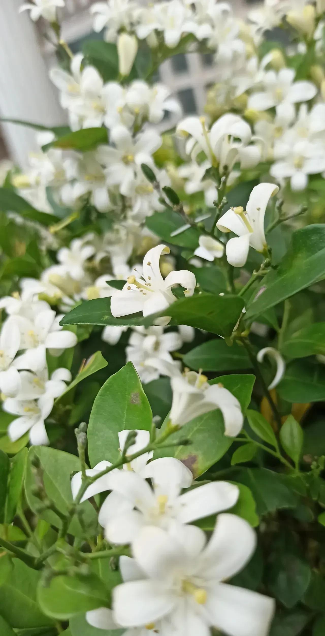 上联:花香自有蜂伴舞
下联:？