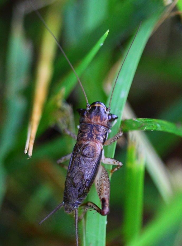 《昆虫记》中的音乐家和建筑师: 蟋蟀的奇妙世界