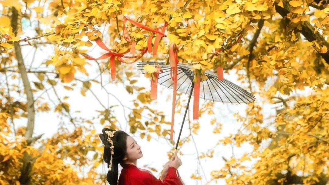 长沙银杏浓度即将达到100%！这波“小确杏”你要接住