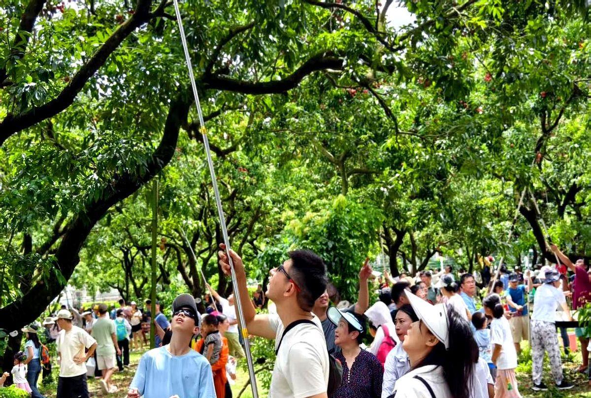 珠海人太“给荔”啦！
今天珠海唐家荔枝园向市民免费开放采摘荔枝，每人可以带走三斤