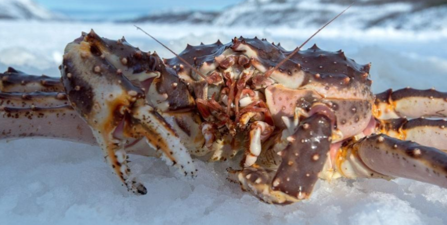 1960年，苏联科学家为了实现吃蟹自由，将3000只帝王蟹空运到欧洲海并放生，然