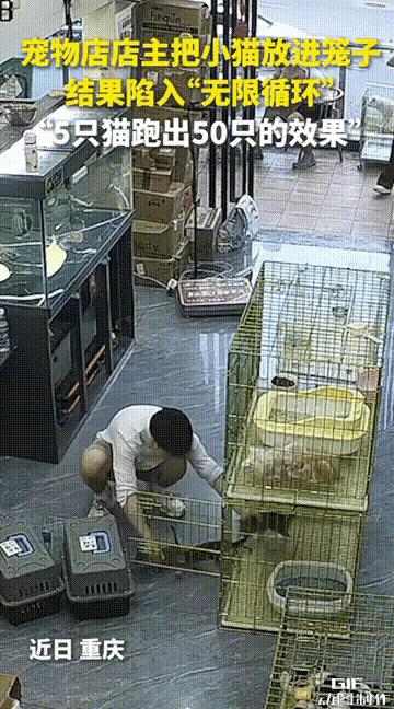 “笑不活了！”重庆，一宠物店老板为了将五只小猫全都抓到笼子里去，竟然陷入了“无限