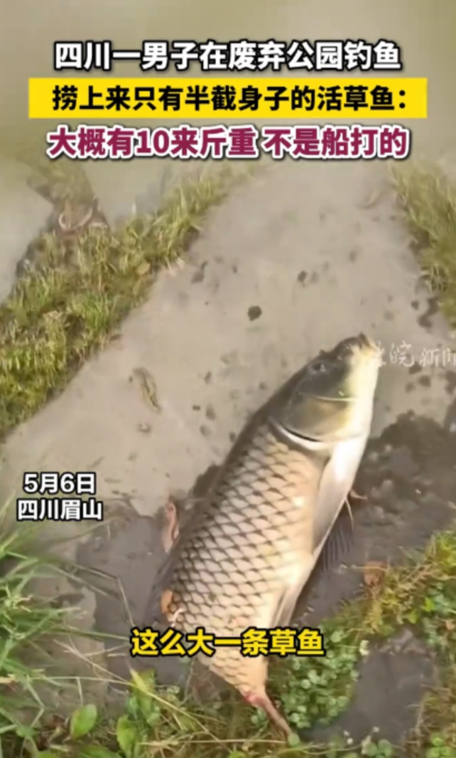 “邪了门了！”四川眉山，一男子在一处废弃公园钓鱼，突然看到水面上有一条鱼在游，男