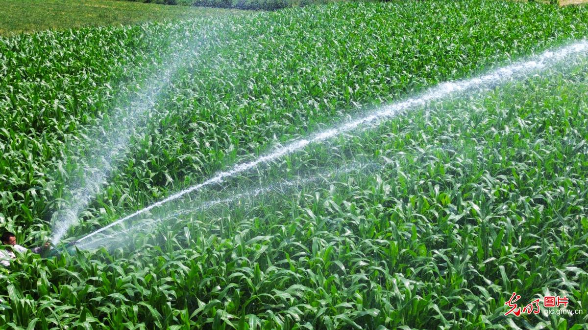 科技护航夏管 保障粮食稳产